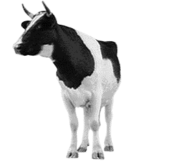 Cow
