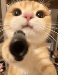 Gun Cat
