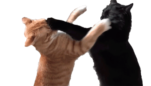 Fighting Cats